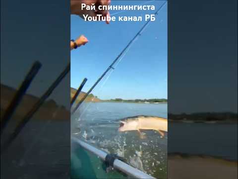 #shorts ОГРОМНАЯ ЩУКА СЛОМАЛА СПИННИНГ И ОТОРВАЛА БЛЕСНУ! РЫБАЛКА НА СПИННИНГ 2025/БЛЕСНА НА ЩУКУ