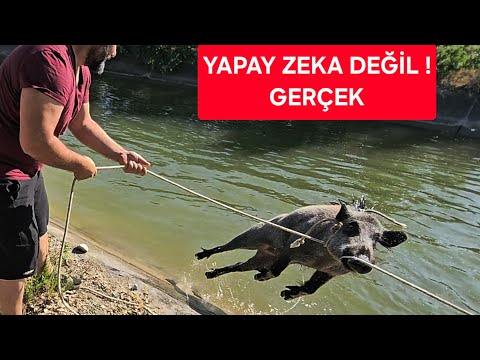 DOMUZ KURTARDIK #yaşasın #kurtar #doğayabırak #gelecek Su Kanalına Düşen Yaban Domuzunu Kurtardık!