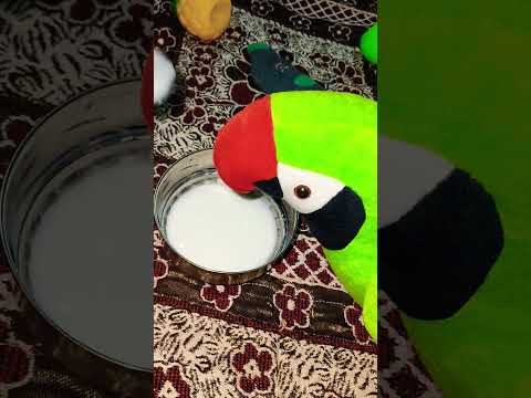 Parrot drinking milk #parrot #birds #talkingparrot #funny #comedy #parrotlover #pets #trending#cat