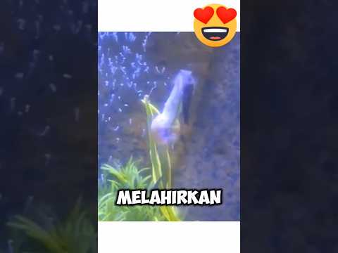 WOW ‼️ TERNYATA HEWAN INI SANGAT BERBEDA DARI KEBANYAKAN HEWAN LAINNYA #hewanunik  #hewanlucu