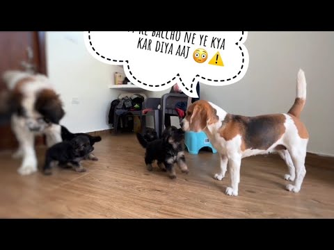 Jenny ke puppies ne Bella ki class laga di 😱⚠️#gsdpuppies #puppylifestyle #beagletales #saintbarnard