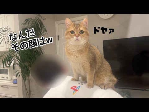 しれっと筋トレに参加してくる丸顔www