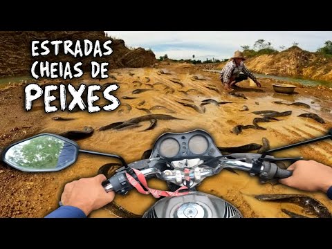 PEIXES ATRAVESSAM ESTRADAS ENFRENTANDO RISCOS  - EXPLORAÇÃO