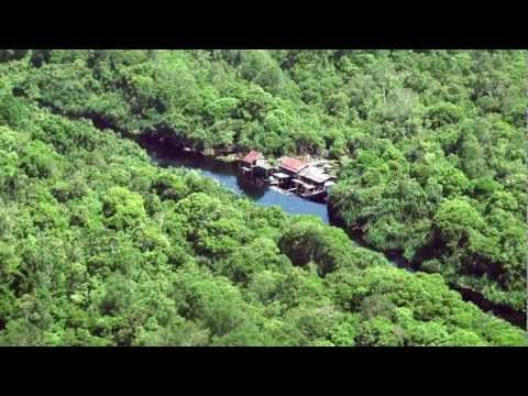 100% hutan Indonesia