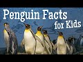 Penguin Species and Characteristics