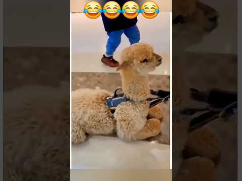 смех сквозь слезы. угарная подборка #funny #рек #cat #тренд #юмор #trend #прикол #влог #кот #animals