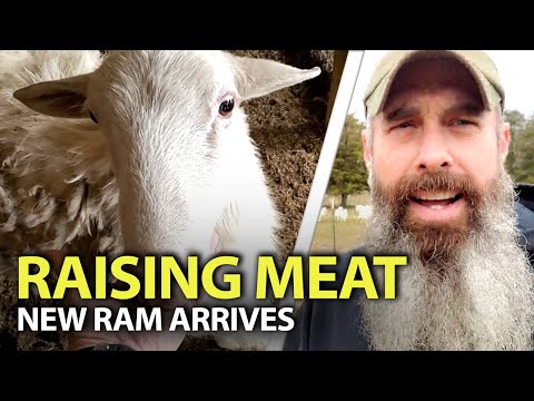 What's In Your Food! - New Ram For The Sheep