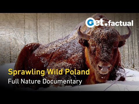 YouTube video thumbnail: Wild Poland - Europe's Nature Reserve