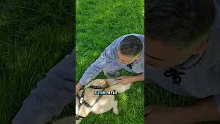 Evite une erreur de taille de harnais canicross #canicross #conseilchien #sportcanin #chiensportif