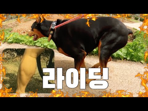근육질 도베르만 자전거 라이딩🚲