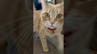 ひなちゃんのブラッシング #cat #ねこ #猫#保護猫 #癒し #cute