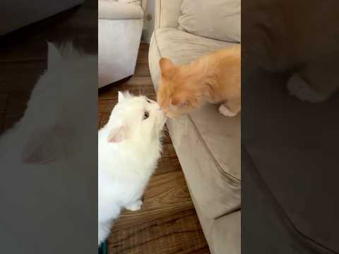 Behold, the cutest playydate ever!