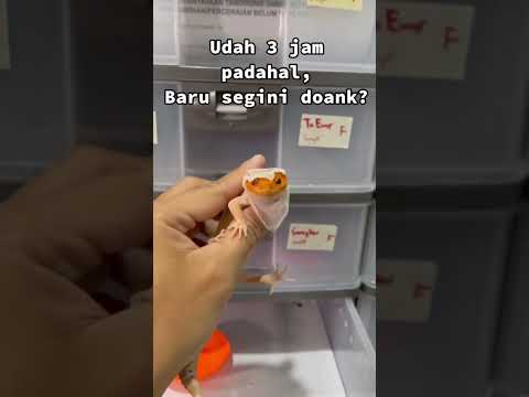 Cek IG: @wachigecko.idn jika ingin adopt gecko 🫶🏻 atau klik link di bio aja 🔥