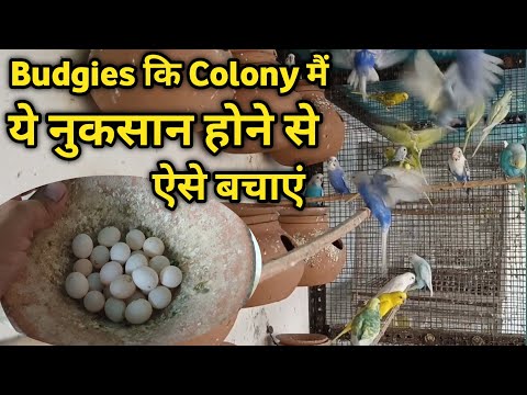 Budgies की Colony मैं Ye Nuksan Hone से Aise बचाएं