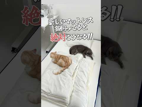 #PR #ブルーボックス #BLUEBOXマットレス #猫