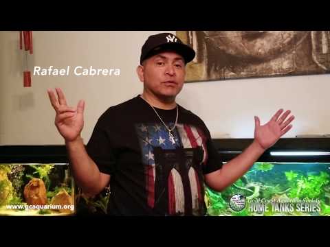 G.C.A.S. HOME TANK SERIES VIDEO #4 Video #4 is ready Rafael C. Showing off His 1st Fish Room !! July 2018...
It has change since then, 