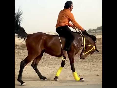 #الكسبلور ترويض الحصان