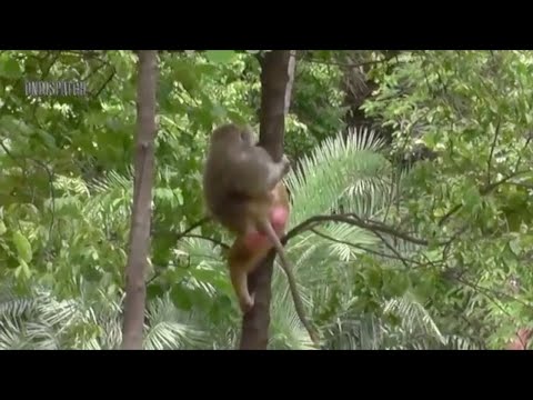Monkey Climb Up On the Tree To Escape from the Lion