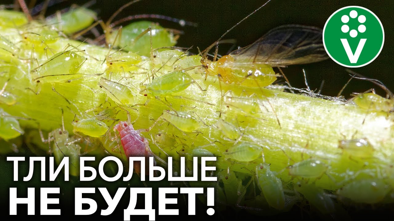 Тля боится этого как огня! Лучшее средство от тли без всякой химии