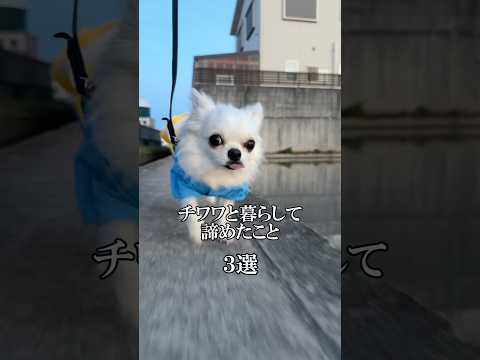 チワワせなら手を叩こう👏#チュワワ#あるある #犬のいる生活