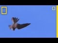 The Peregrine Falcon: Nature's Speedster