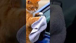 Who else wants my service 😊 #catlovers #cat #catvlogs