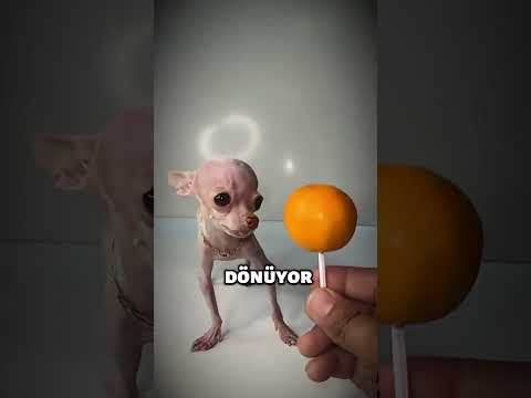 Dünyanın En Küçük Köpeği