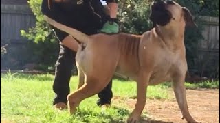 Big Boerboel turns Grooming in to Wrestling 