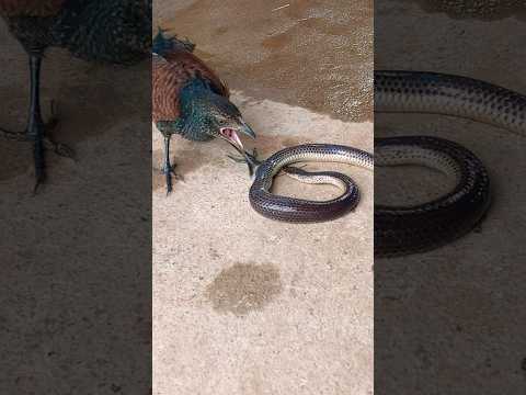 #kingcobra #cobra #Bird catches #nature #snake #shortsfeed #naagjogi #shortsvideo #shots #funny