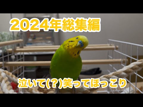 2024年総集編です☆今年は入院したりTV出演したりいろいろありました【セキセイインコ】