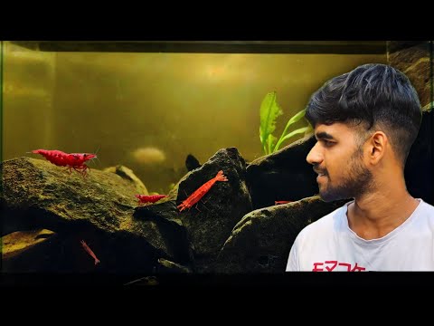 Maine Banaya Red Shrimp ke liye New Setup | Black Water Aquarium for Cherry Shrimps