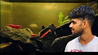 Maine Banaya Red Shrimp ke liye New Setup | Black Water Aquarium for Cherry Shrimps