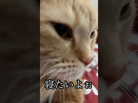 猫の動画サムネイル - 寝たいよぉ ねこ cat アメショ フミフミ モミモミ うめ