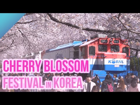 Korea's largest cherry blossom festival: Gunhangje in Jinhae