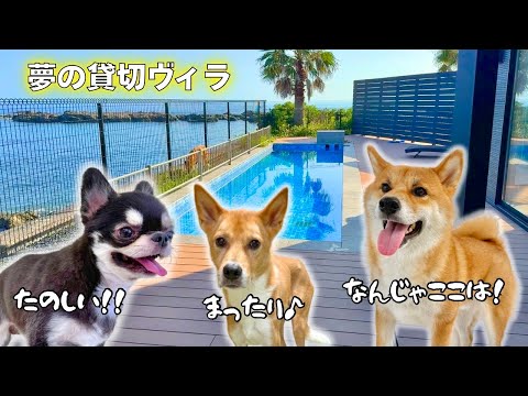 犬連れでリラックスできる豪華ヴィラと癒しの海・プール体験 サムネイル