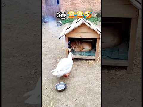ఎంత పని చేసింది పాపం 😭😭/#cuteanimal #funnyanimal #dogvideos