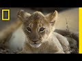 Lion Cubs' Behavior and Environment
