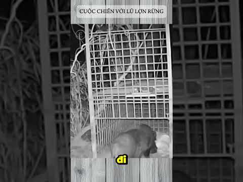 CUỘC CHIẾN VỚI LŨ LỢN RỪNG