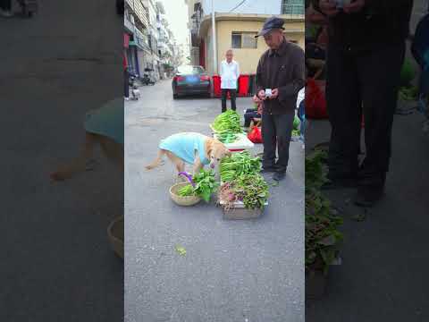 Dogs line up to buy vegetables to make pork rib soup狗狗排隊買菜做排骨湯