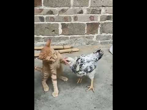 แมวหยอกไก่ #ทาสแมวต้องดู #cat