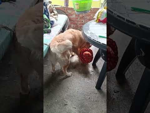 # My dog Teed ❤️ # golden retriever dog 🐕#