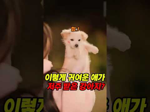 저주 받은 강아지를 데려 왔습니다