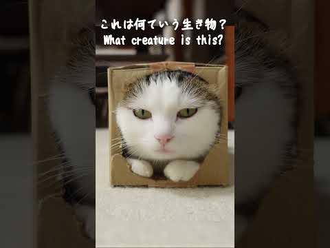 何ていう生き物？ #Shorts