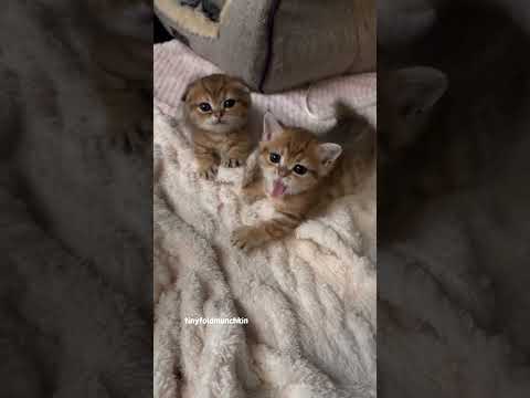Baby Cats are Meowing and Wiggling