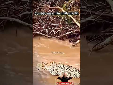 Báo may mắn thoát khỏi cá Sấu săn mồi #shortvideo