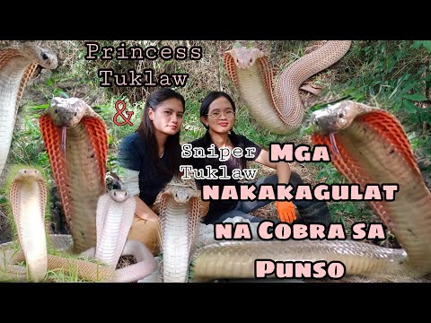 Magugulat kayo sa dami ng cobrang nahuli nila Princess Tuklaw at SNIPER TUKLAW sa punso dapa #snake