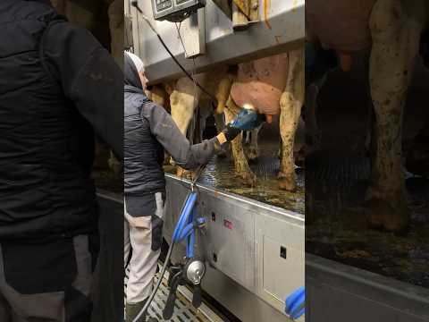 🐄✨ From Cleaning to Innovating: A Day in the Life of Modern Farm Girls