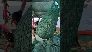 YOU WON'T BELIEVE THIS NET FISHING CATCH! 🌊🐟 #NetFishing #FishBoat #fishvideos