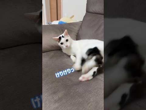猫の動画サムネイル - 急に荒ぶりだすチロさん！！ #shorts