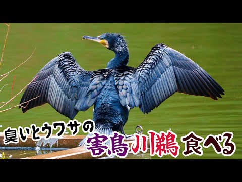 臭いとウワサの害鳥川鵜（カワウ）食べる